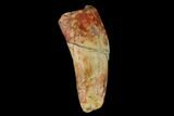 Fossil Phytosaur Tooth - New Mexico #133356-1